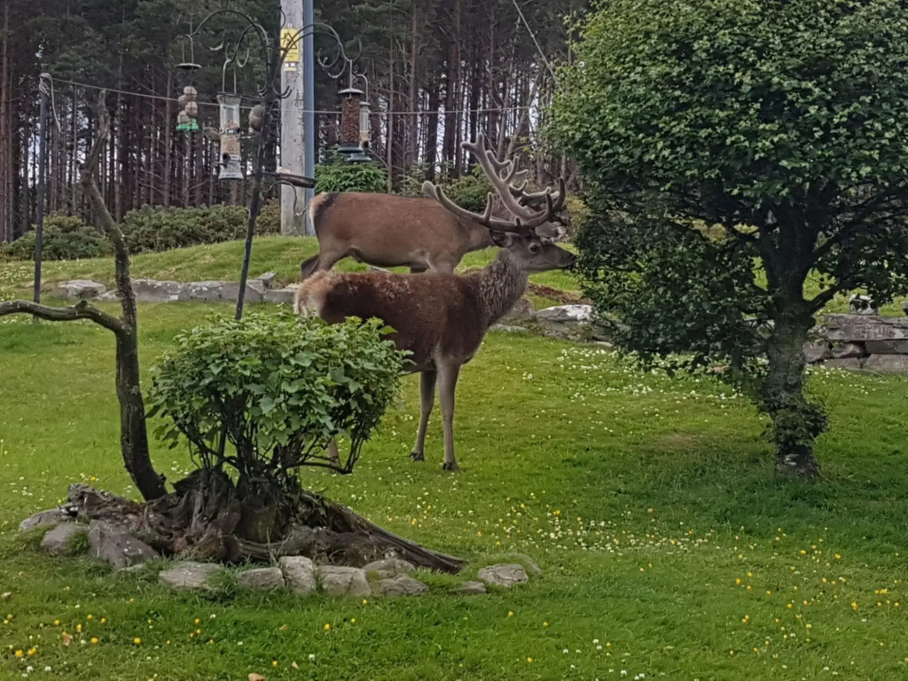Altnaharra B&B