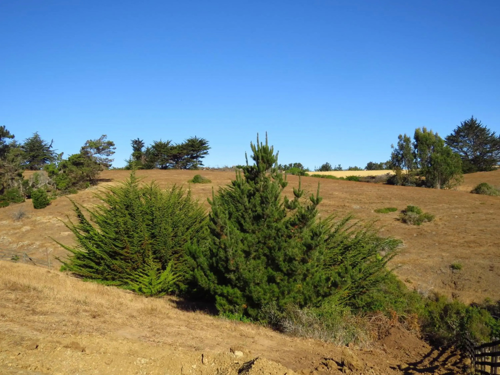 Punta Sal Pichilemu
