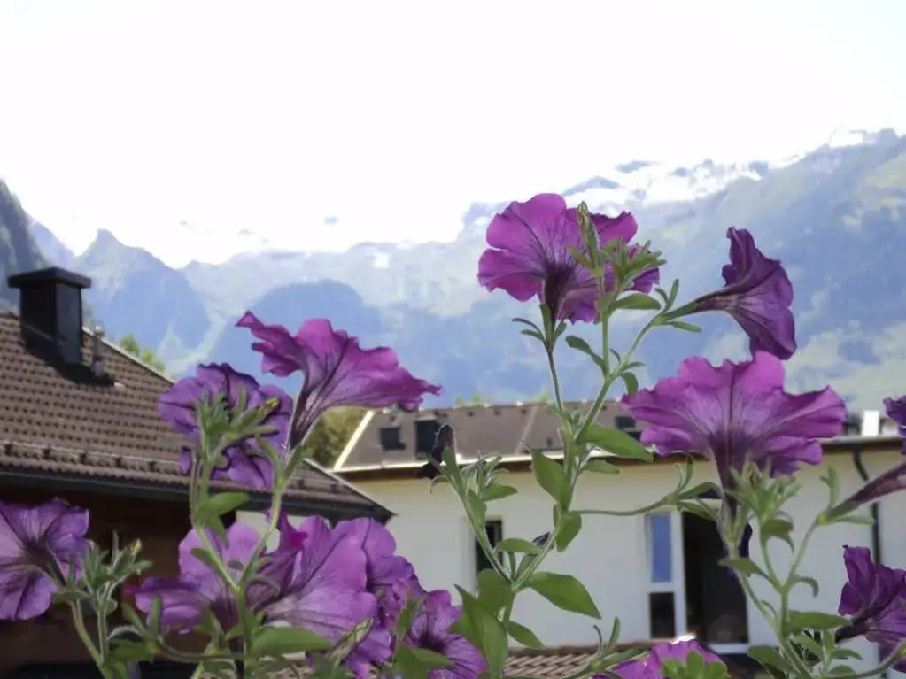 Apartmenthaus Gotthardt - Général