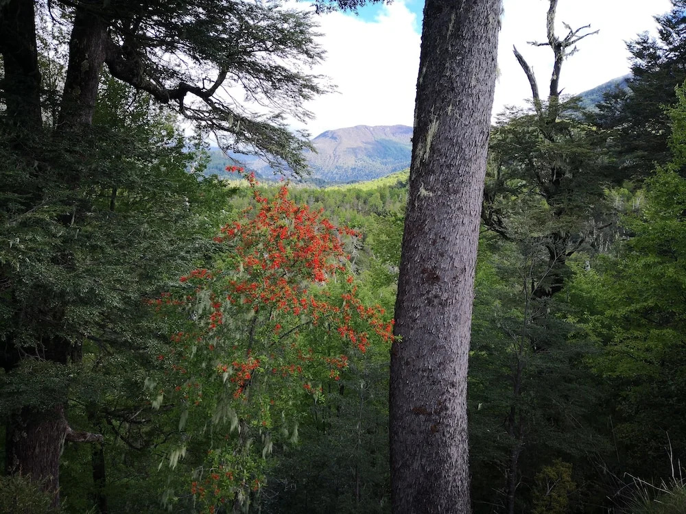 Lodge Palguin Alto