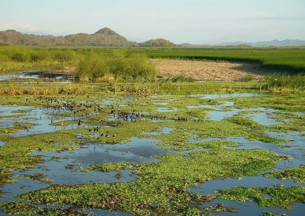 Palo Verde Biological Station - фото 2