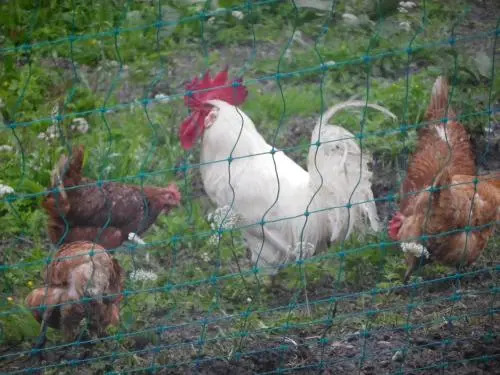 Biobauernhof Moslehenhof