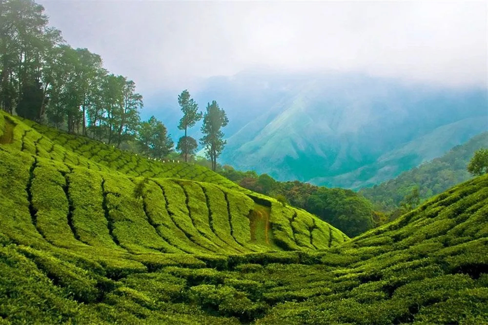 Manjusha Hotels & Resorts