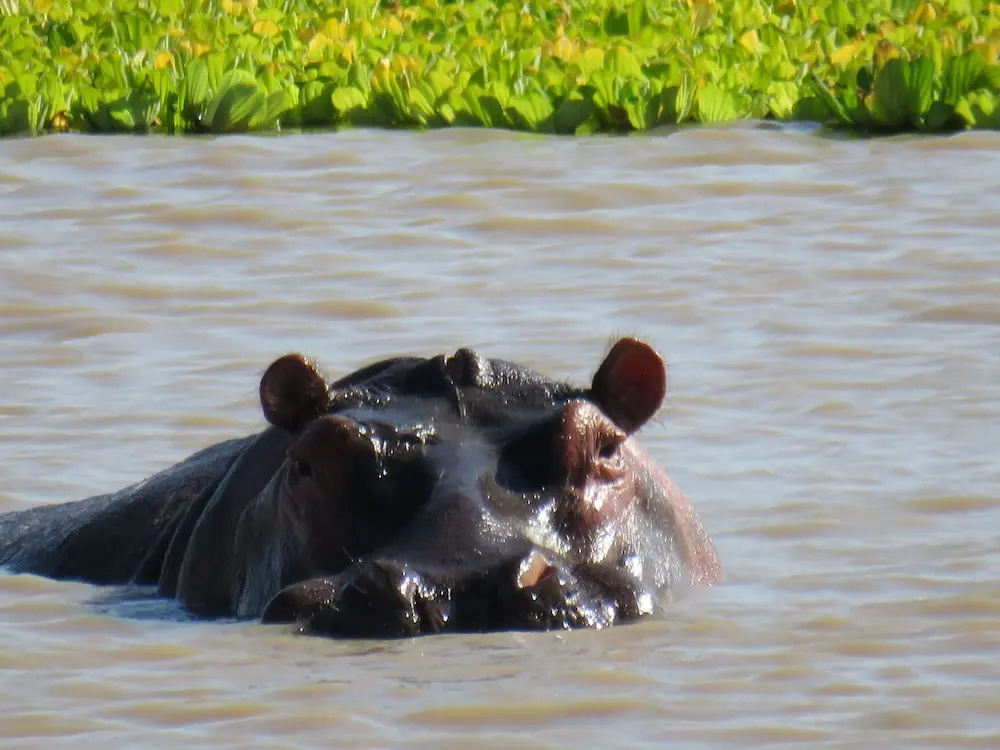 Mikumi Wildlife Camp