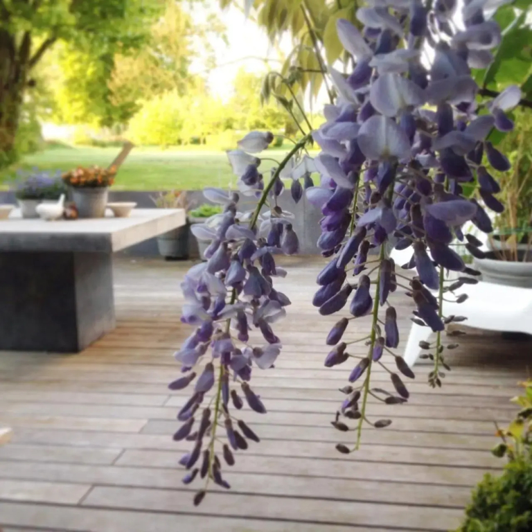 Wisteria Guest House - фото 11