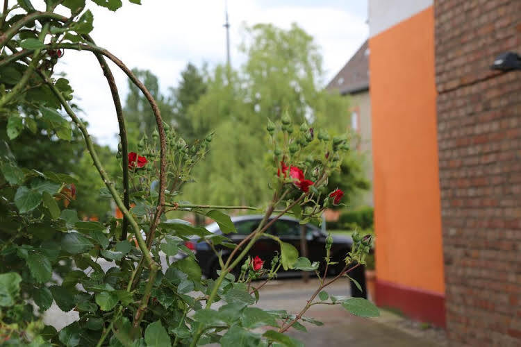 Image 15