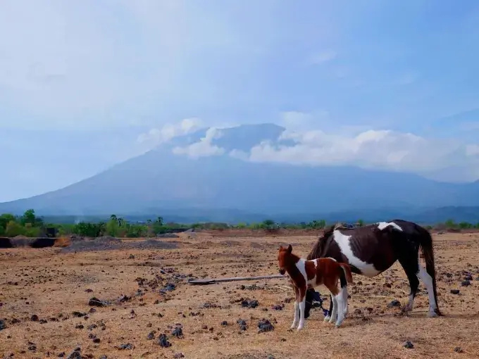 Indah Anugrah - фото 17
