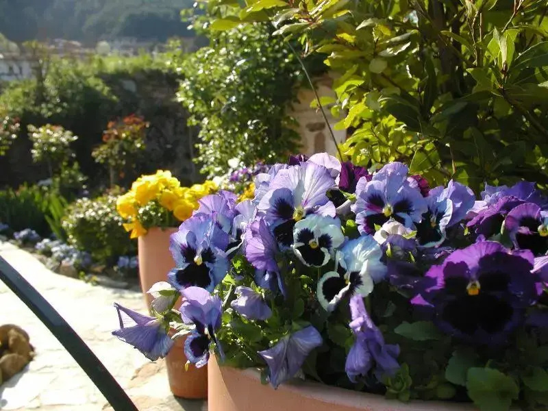 Adorable Tuscan cottage with beautiful garden just outside Lucca, sleeps 4