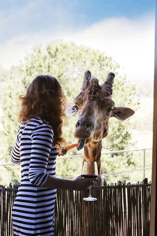 Jamala Wildlife Lodge - Général