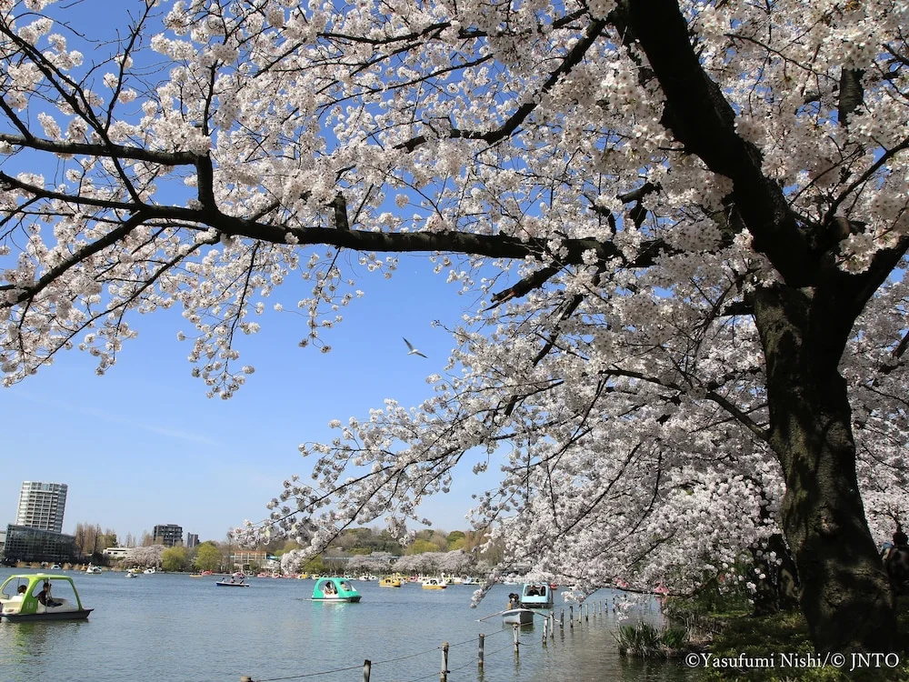 MIMARU SUITES Tokyo Asakusa 사진 30