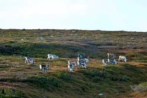 Tunturihotelli Vuontispirtti — фото 2