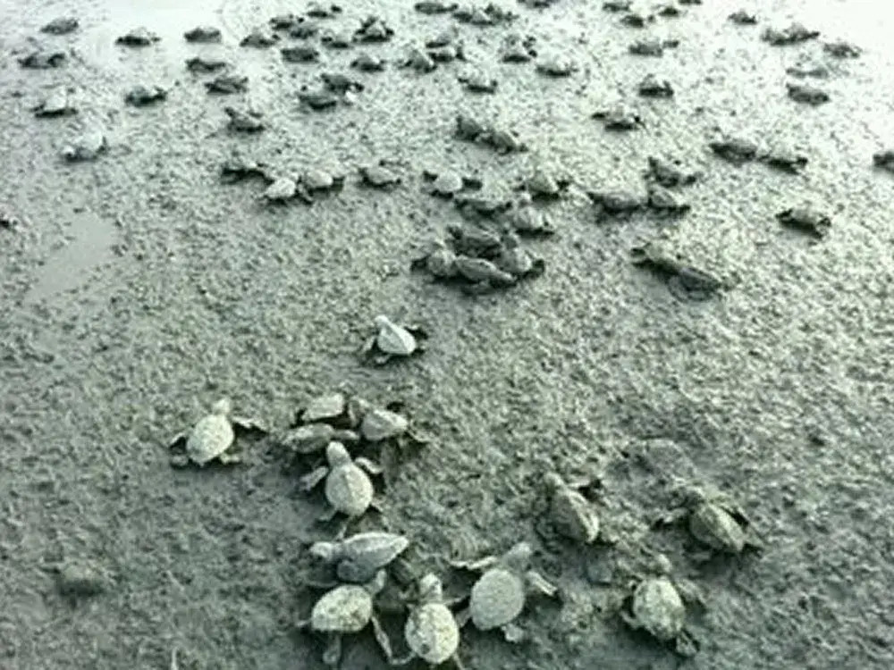 Cabinas Corozalito - фото 13