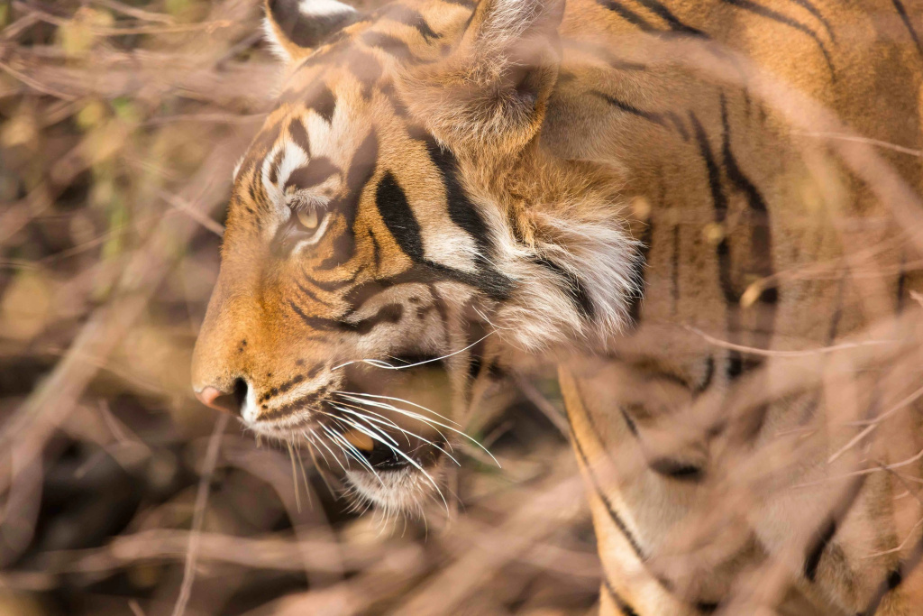 The Oberoi Vanyavilas Wildlife Resort, Ranthambhore - Général