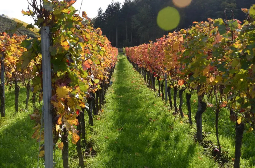 Ferienweingut Gansen / Hochgenuss 1 - фото 8