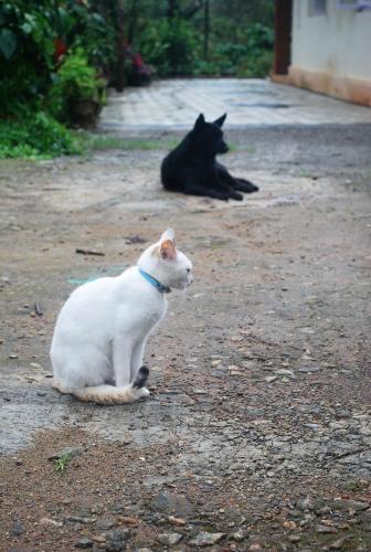 Отель MITRA Homestay, фото 8