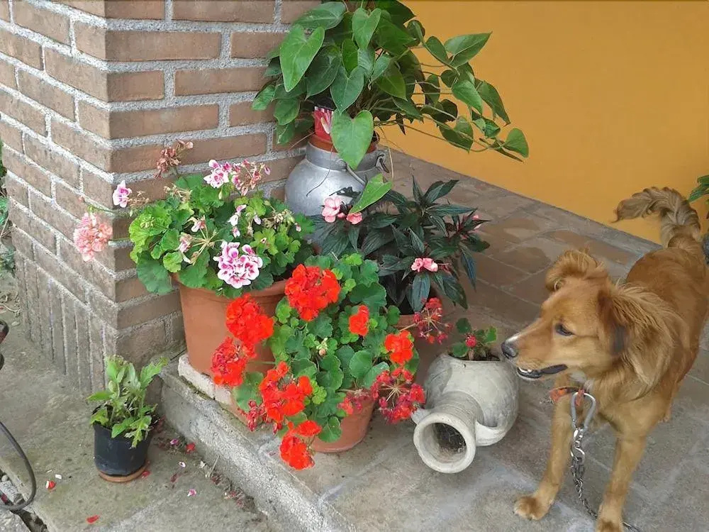 Bed and Breakfast Bellavista