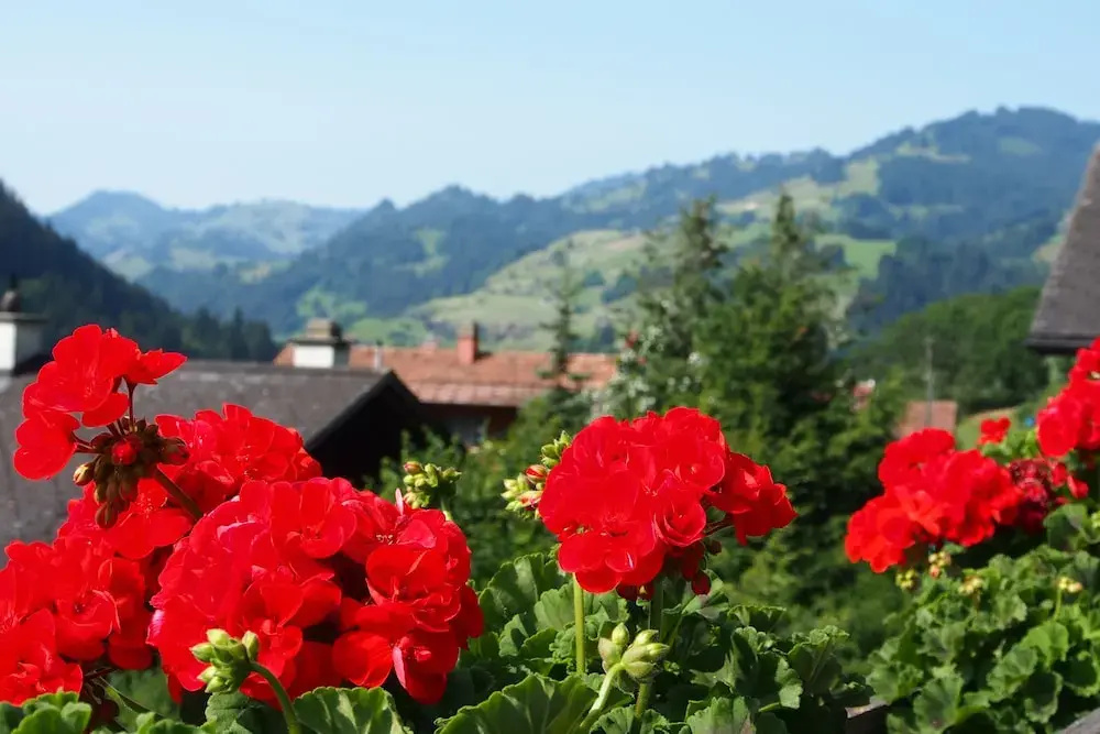 Simmental - Chambres