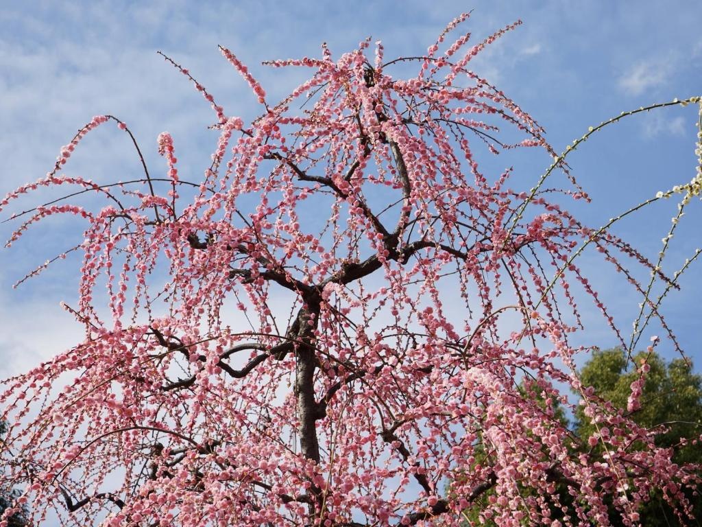 Japaning Senkyu 사진 2