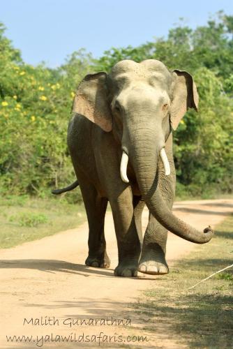 Ceylon Wild Safaris Yala