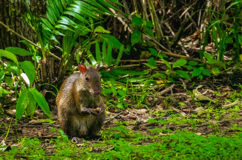 Summit Rainforest & Golf Resort - фото 41