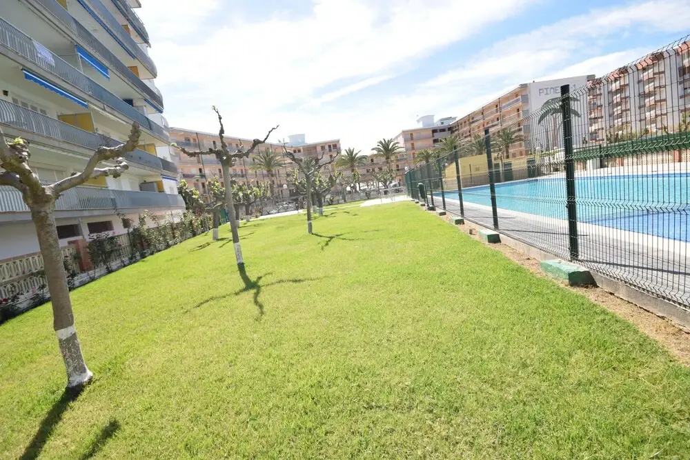 Pineda III Palm