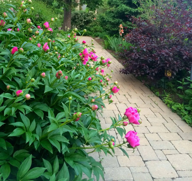 Norfolk Guest House by null