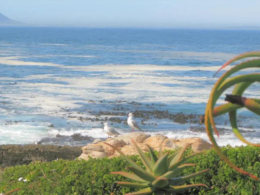 Hermanus Whale View - Chambres