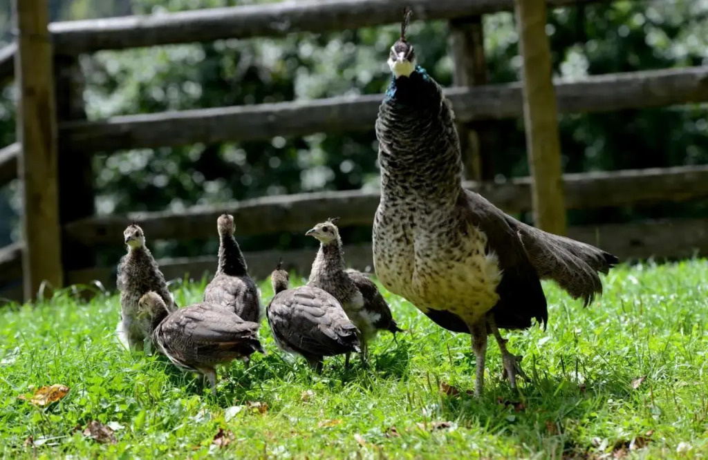 Tourist Farm Arbajter