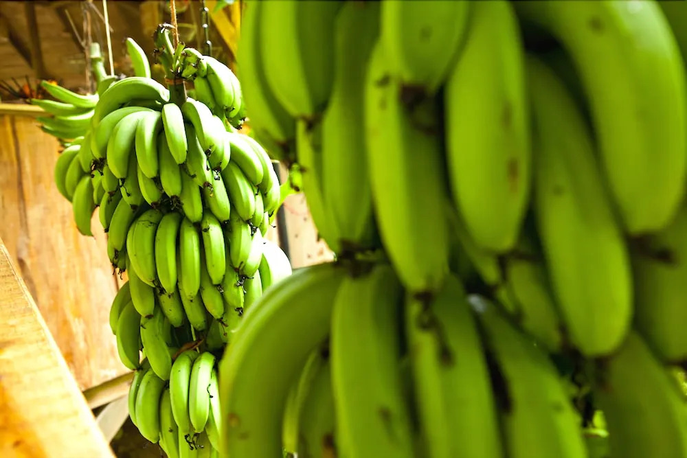 Finca Bellavista Treehouse Community - фото 31