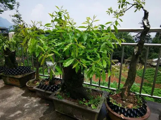 Yi Xian Ju Inn