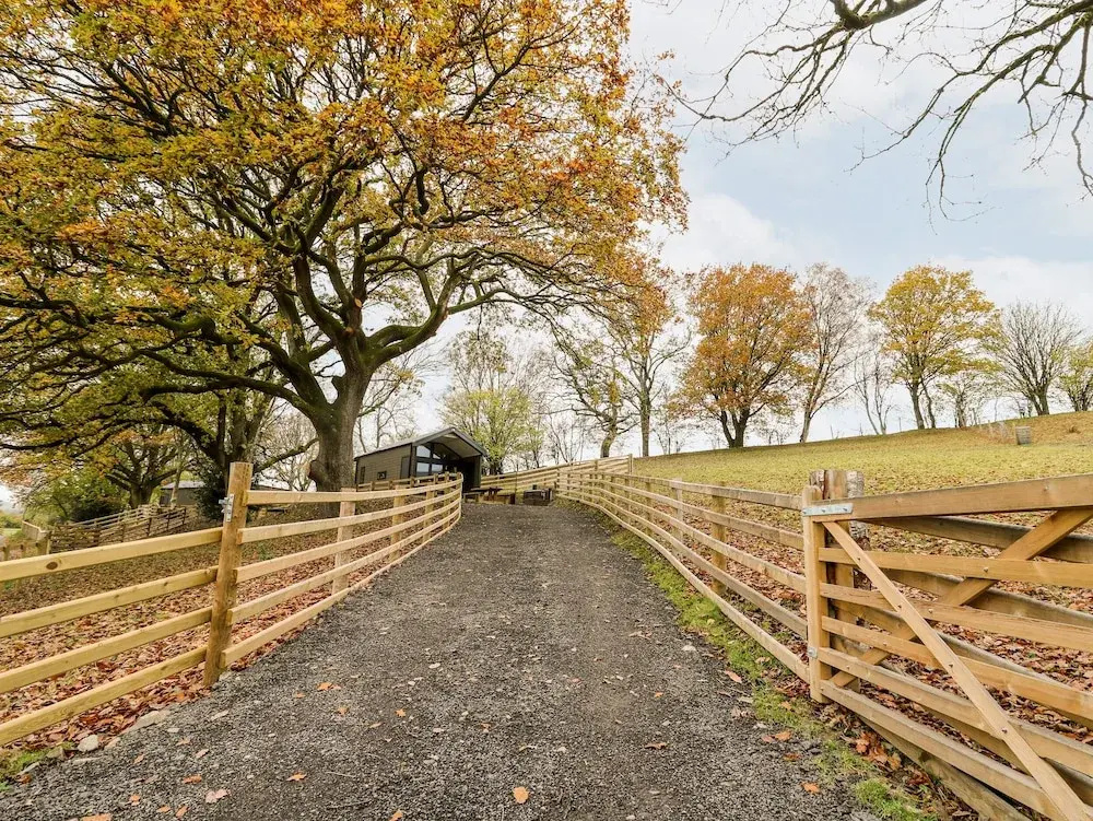 Oak Tree View