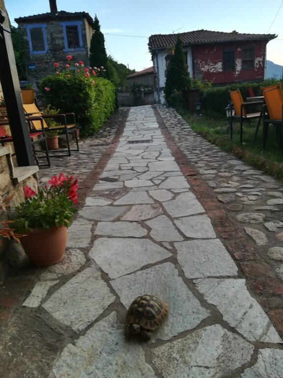 Image 15