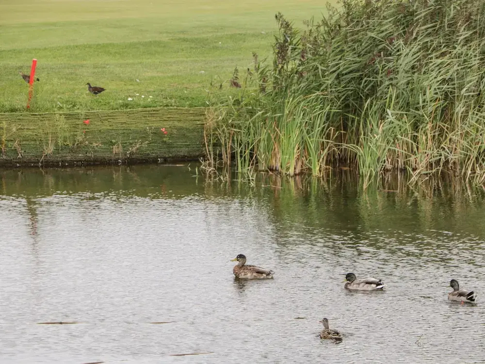 14 Fairways - фото 14