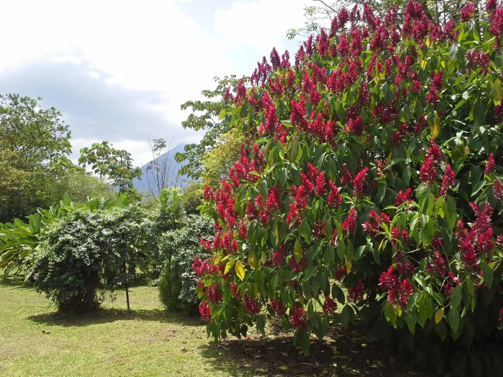 Hotel Tangara Arenal - Général