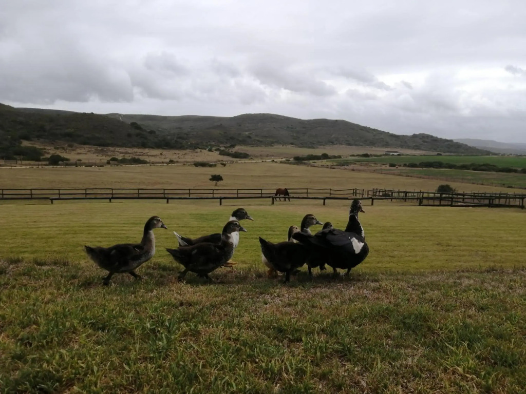 Outeniquabosch Lodge - фото 49