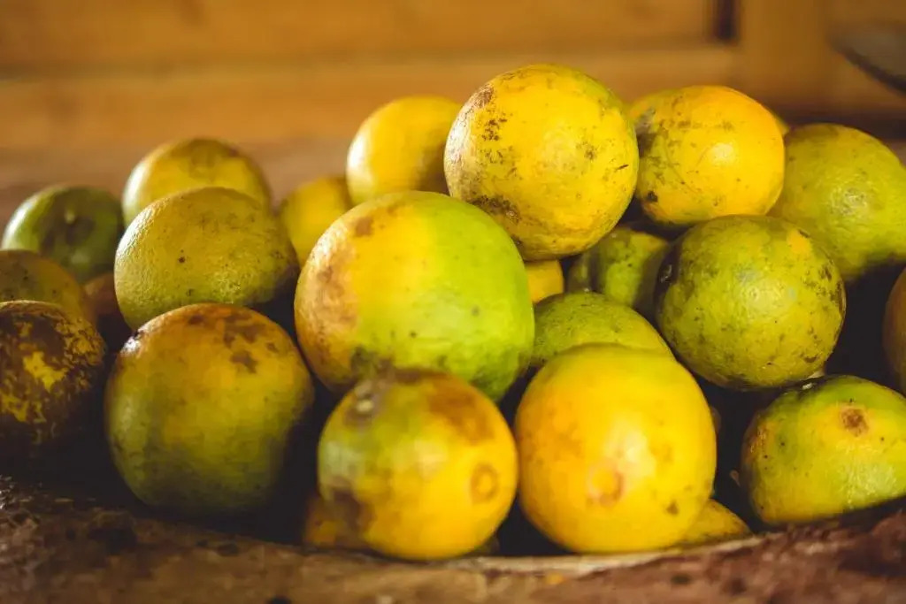 Ecolodge Rain - фото 6