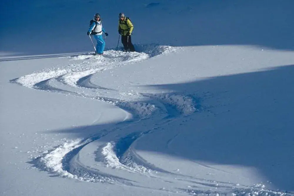 Rosa Canina - Général