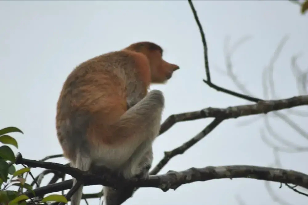 Arut Riverside Orangutan Guest house