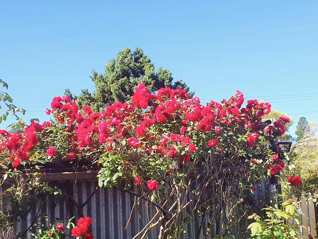 ABELIA BOTANICAL Daylesford 10 min walk2town