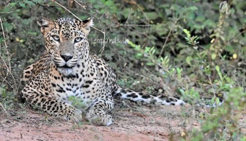 Ceylon Wild Safaris Yala
