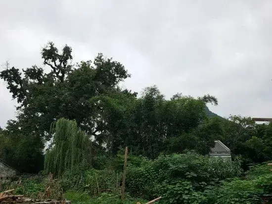 Huangyao Qingfeng Xiaozhu Homestay