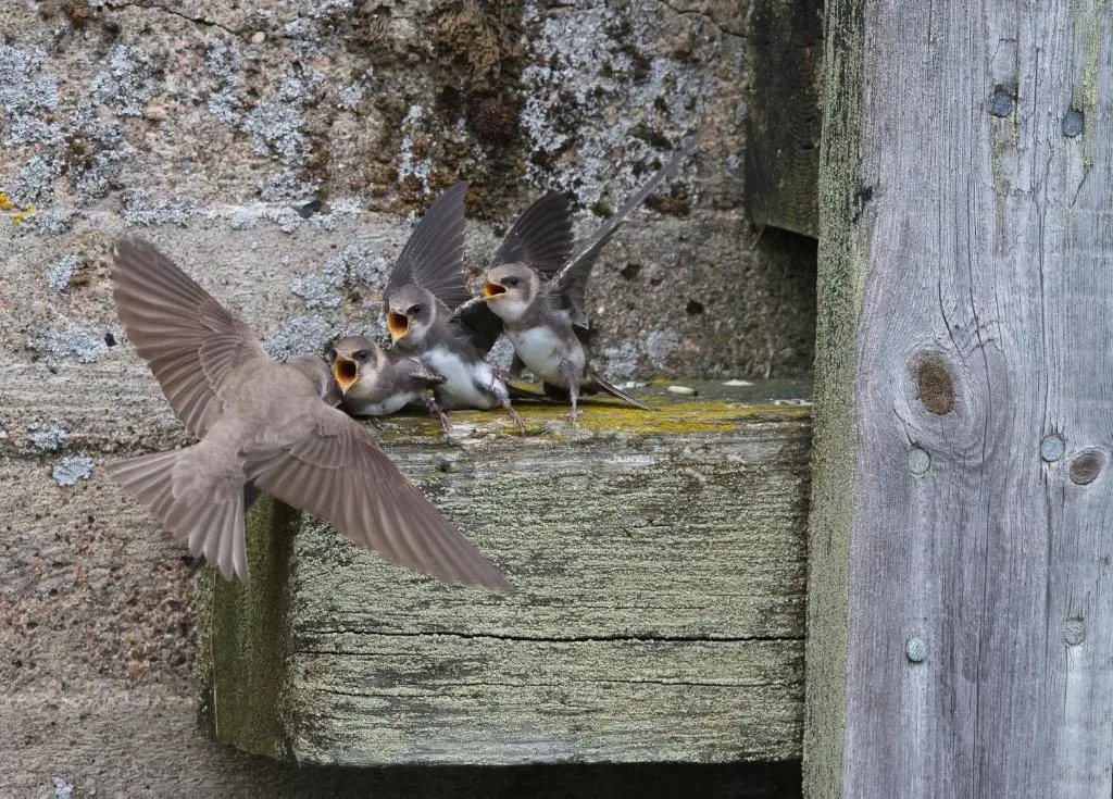 Kylmapihlaja Lighthouse