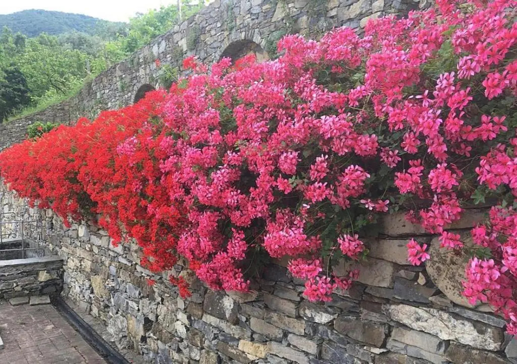 Villa Olivari - apt la Lavanda