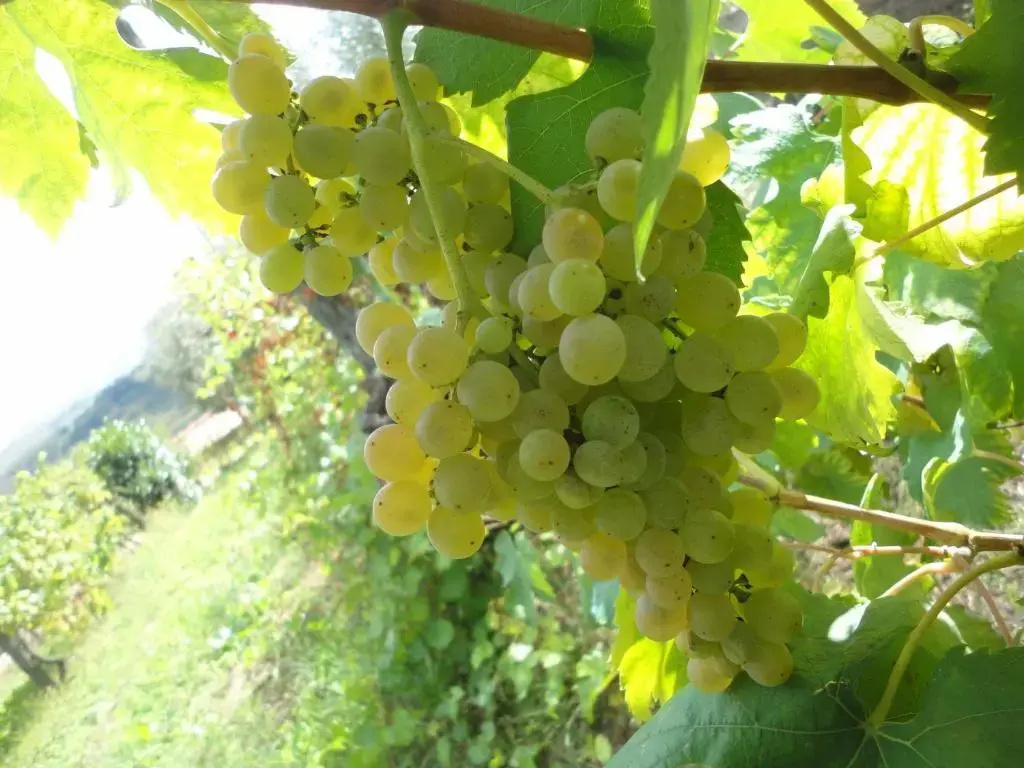 Tenuta Montelaura - Chambres