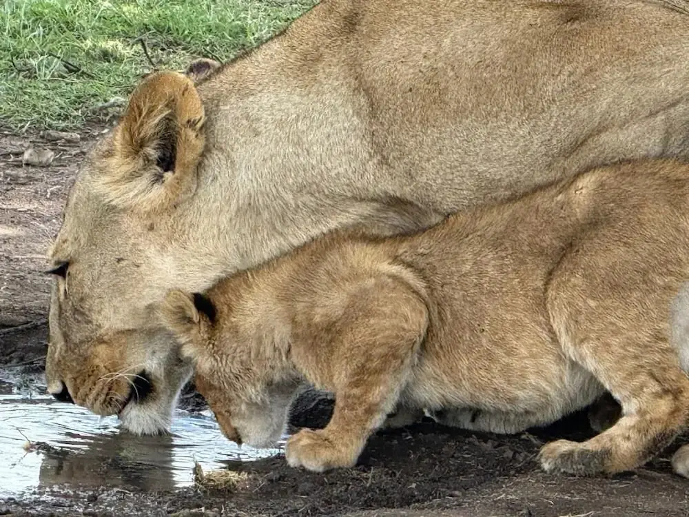 Moyoni Africa Lodge & Tours