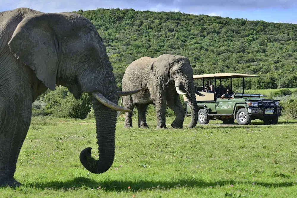 Shamwari Sarili Lodge - фото 43