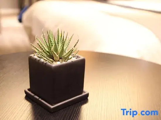 Home Inn Shanghai Jinshajiang Road and Daduhe Road Metro Station - Chambres