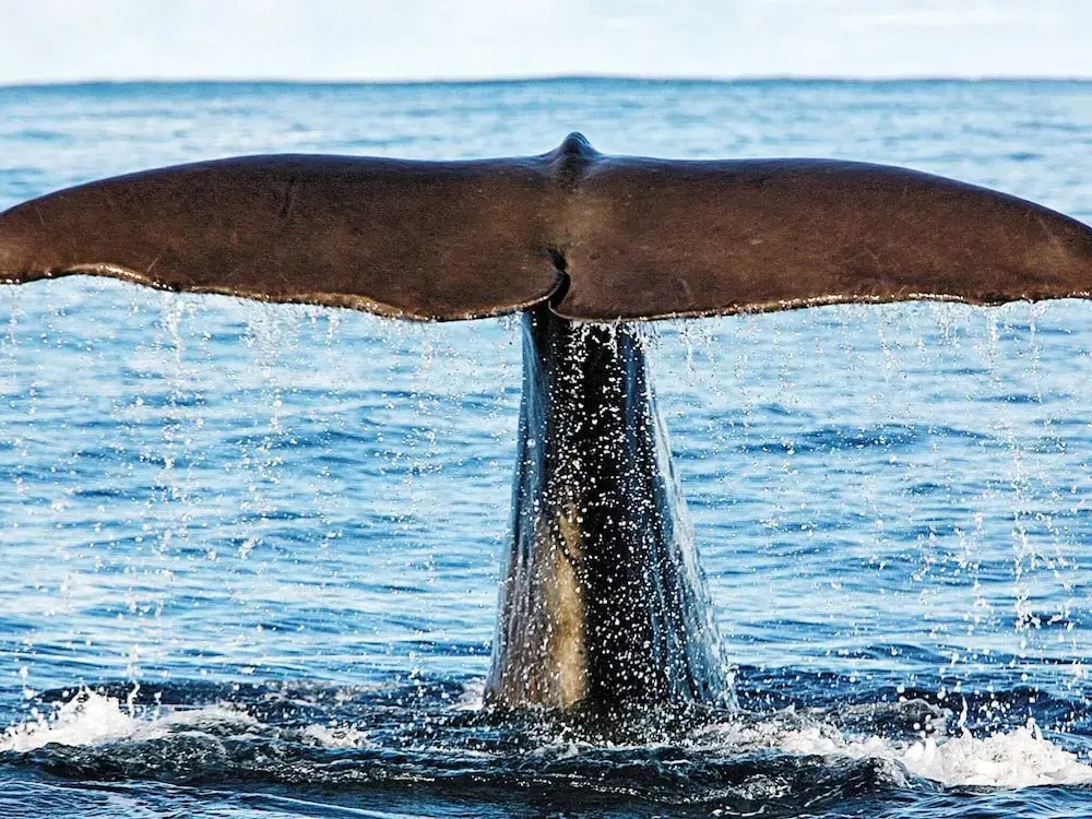 4 star holiday home in Nordmela - фото 14