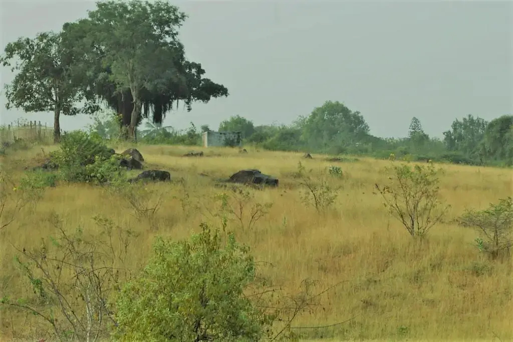 AARRAAMS Farms & Resorts