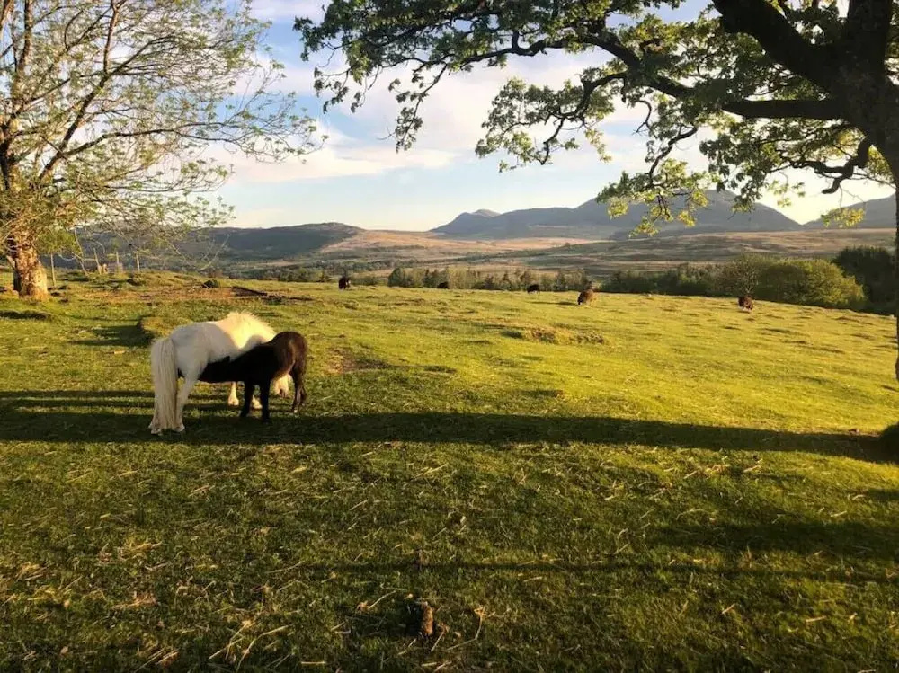 Brenin 3 Bedroom rural wood Lodge